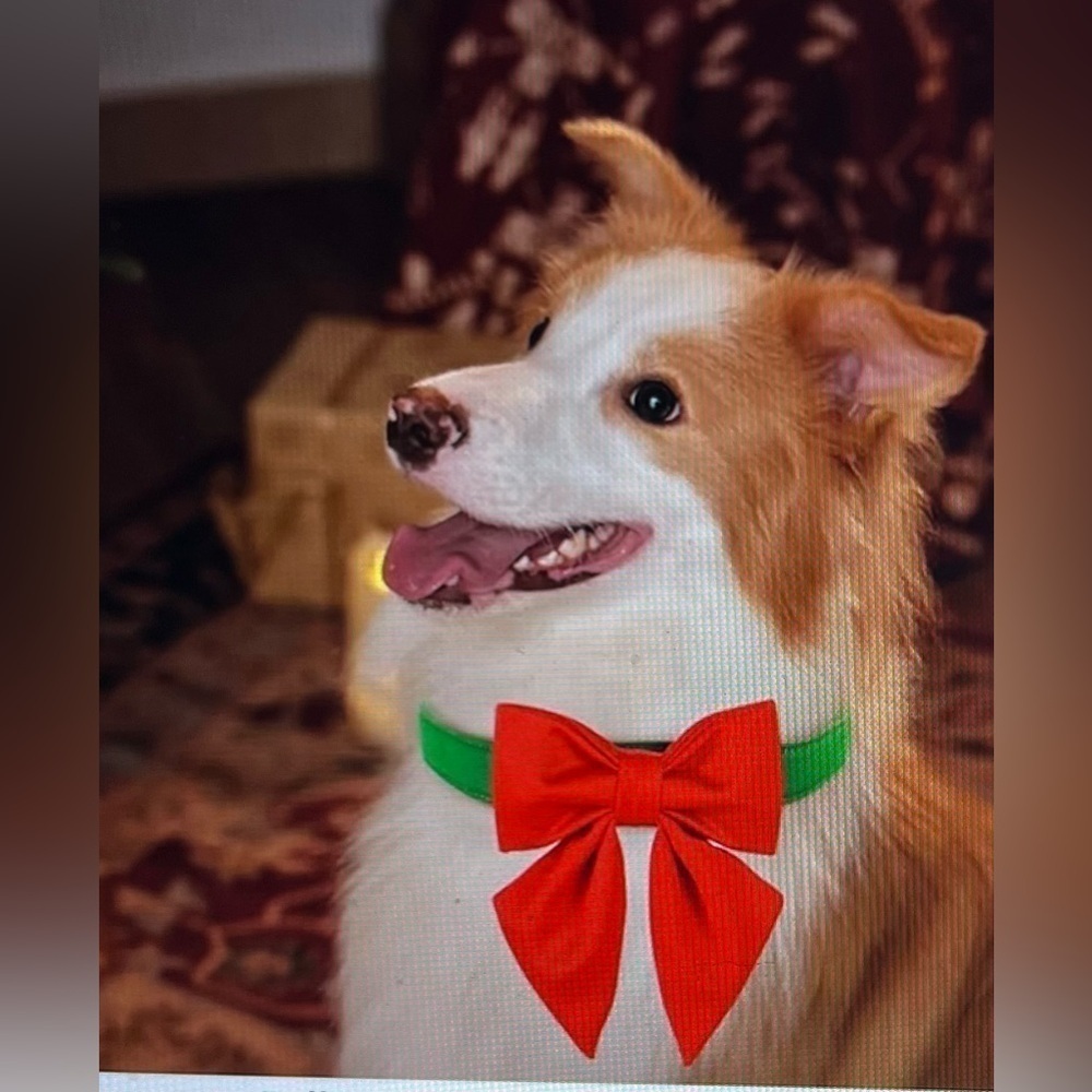 Maca Bates Christmas Red Green Dog Collar with Bow Tie NWOT - Picture 3 of 9